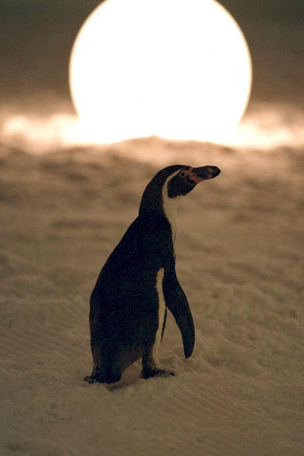 Amundsen de pinguïn