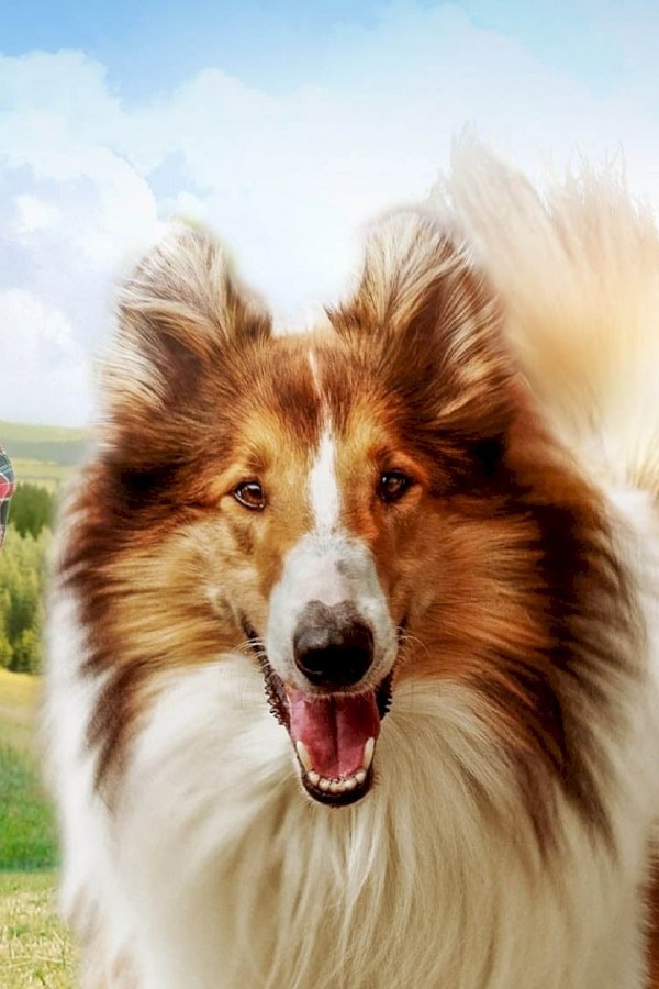 Lassie (NL)