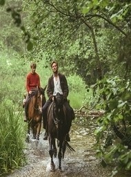 Out stealing horses imagery essay 06 image