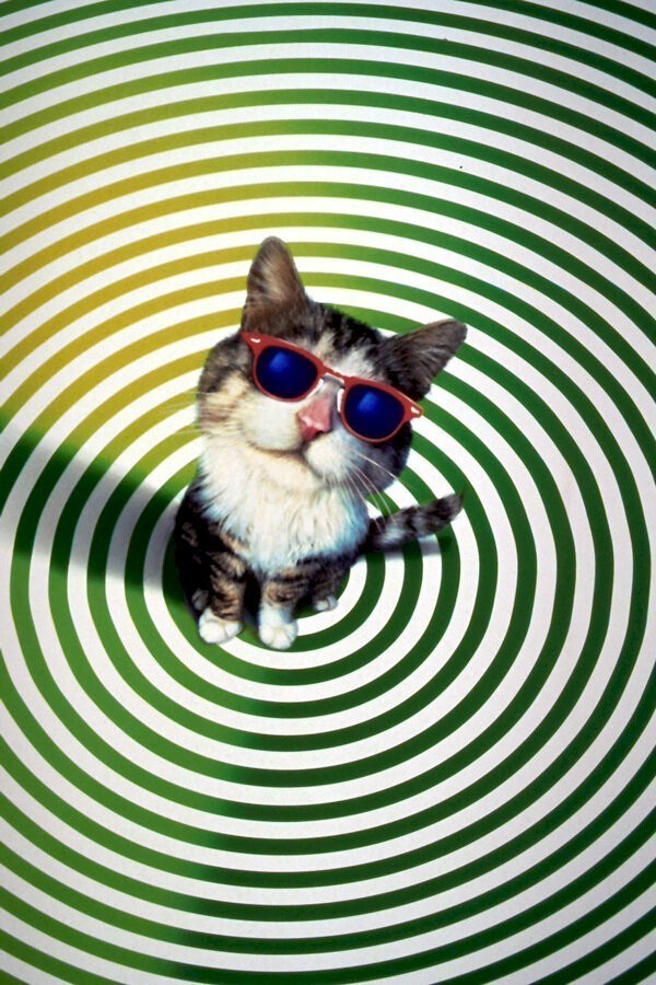 That Darn Cat