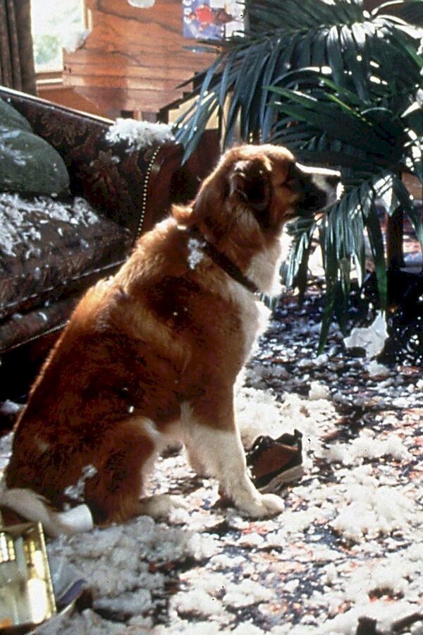 You Lucky Dog