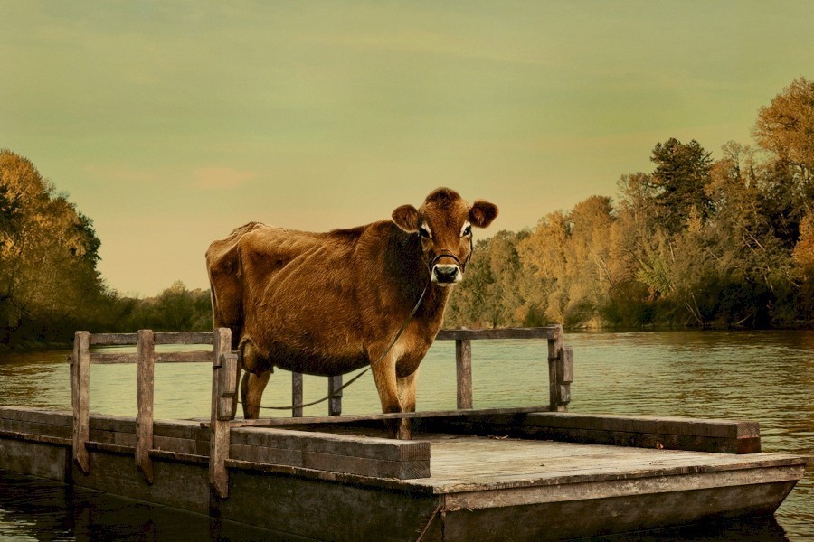 First Cow image