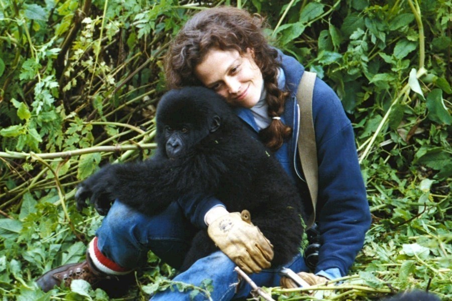 Gorillas in the Mist: The Adventure of Dian Fossey image