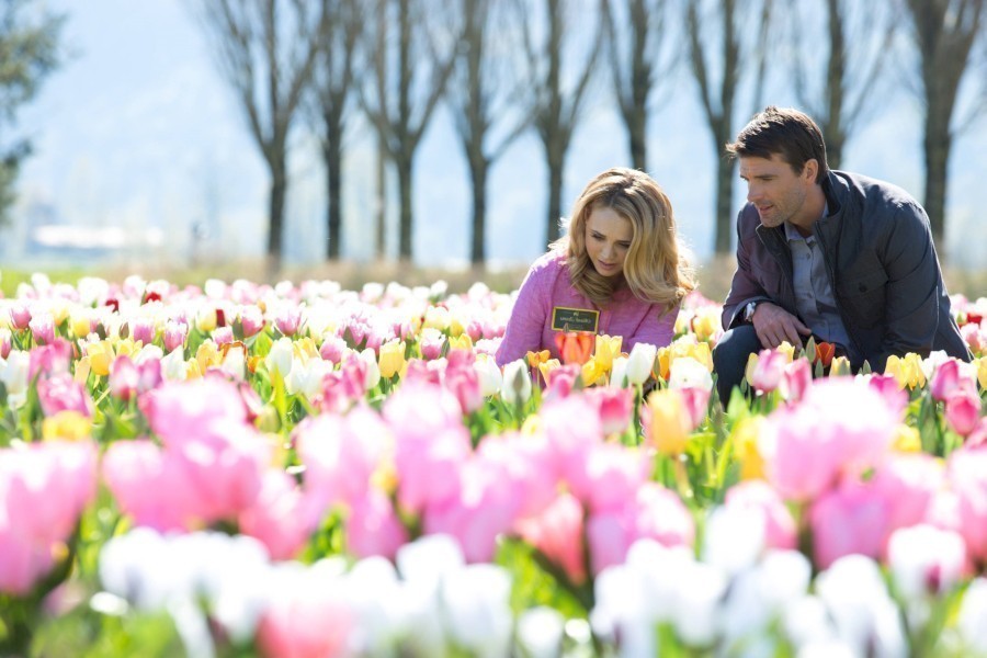 Tulips in Spring image