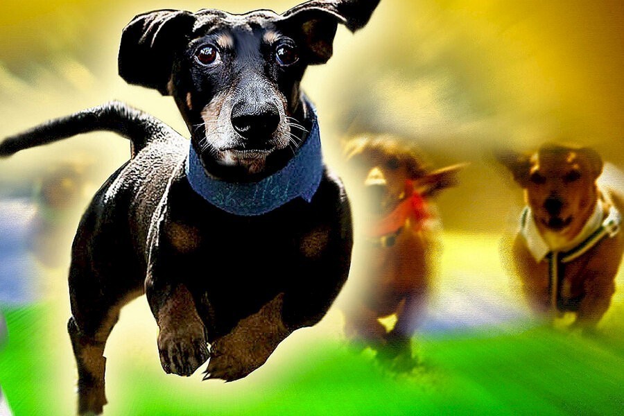 Wiener Dog Nationals image