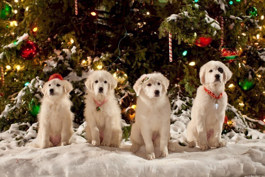 Santa Paws 2: The Santa Pups image