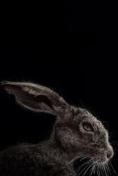 The Witch
