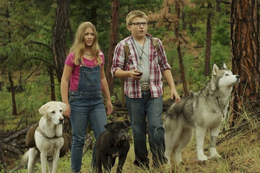 Timber the Treasure Dog image