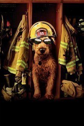 Firehouse Dog