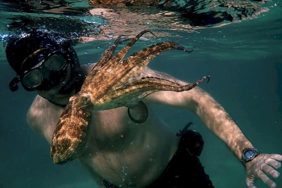 My Octopus Teacher image