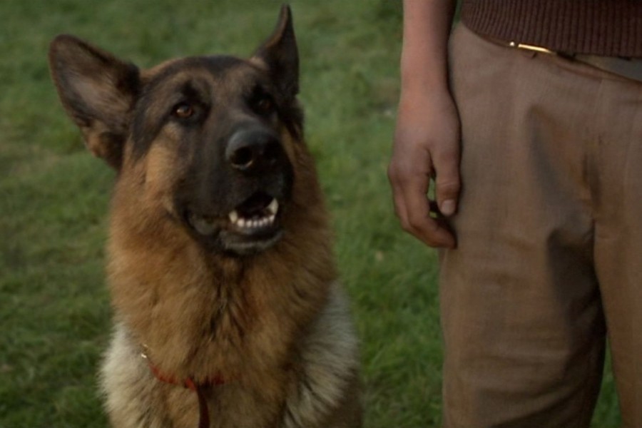Snuf de hond in oorlogstijd image