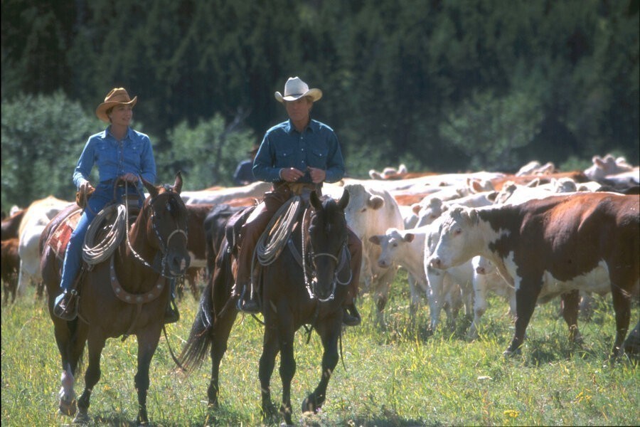 The Horse Whisperer image